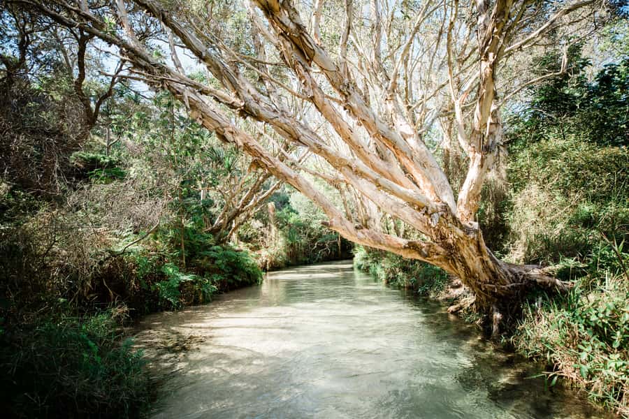 From Rainbow Beach: K'gari Fraser Island Full-Day Coach Tour - K’gari in one day: the details that matter