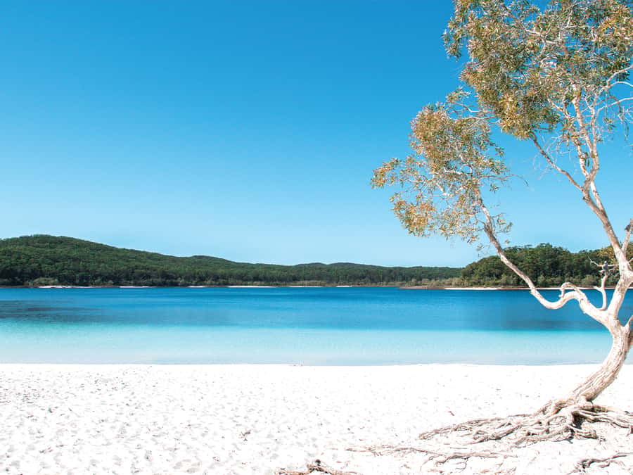 From Rainbow Beach: K'gari, Fraser Island Two-Day Coach Tour - Lake McKenzie: the island’s big reward