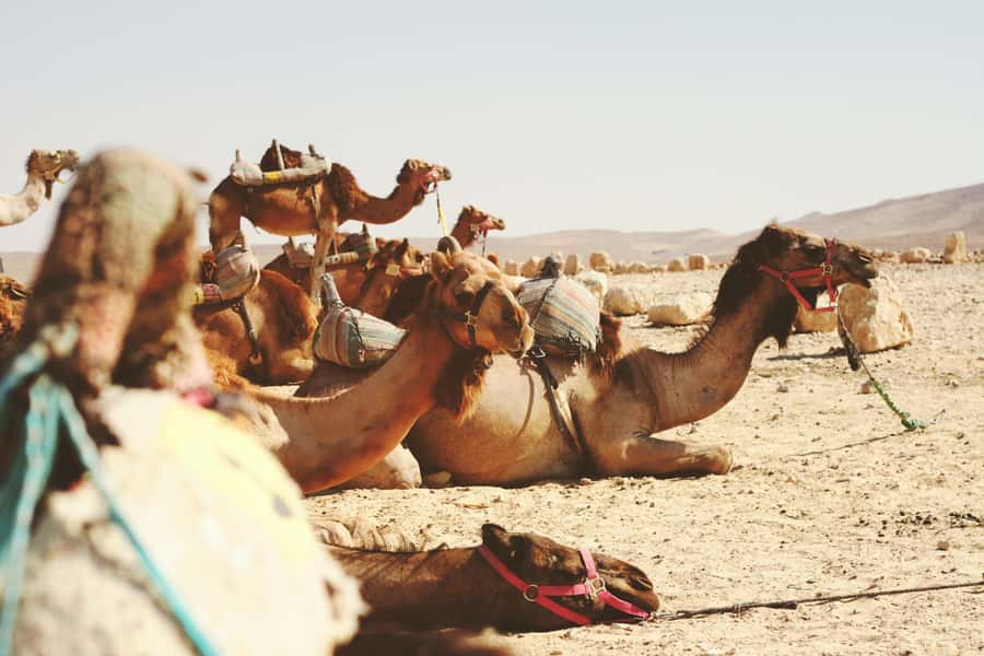 From Tel Aviv: Jericho, Jordan River, and Bethlehem Bus Tour - Why this route works as a full-day history trip