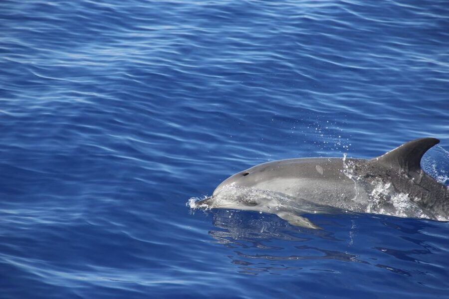 Funchal:Hop-on Hop-off Bus & Whale & Dolphin boat Excursion - Is $54 good value?