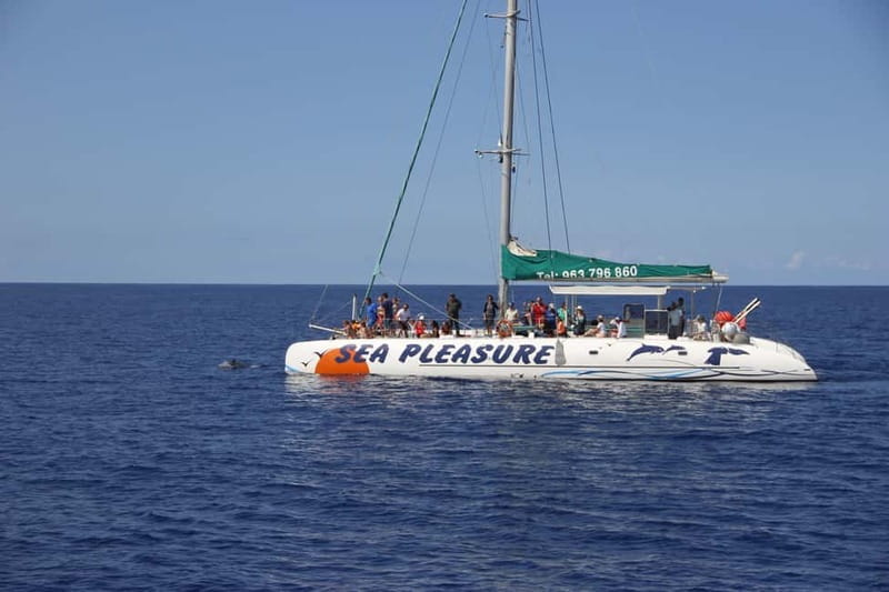 Funchal:Hop-on Hop-off Bus & Whale & Dolphin boat Excursion - Gardens and viewpoints above Funchal