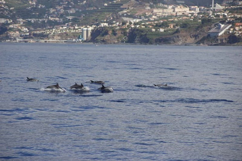 Funchal:Hop-on Hop-off Bus & Whale & Dolphin boat Excursion - Câmara de Lobos and the western shore
