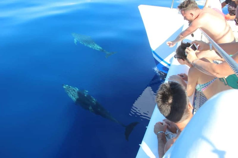 Funchal:Hop-on Hop-off Bus & Whale & Dolphin boat Excursion - What the catamaran adds