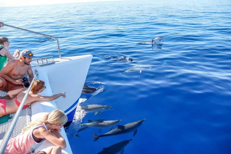 Funchal:Hop-on Hop-off Bus & Whale & Dolphin boat Excursion - Getting started at Avenida do Mar