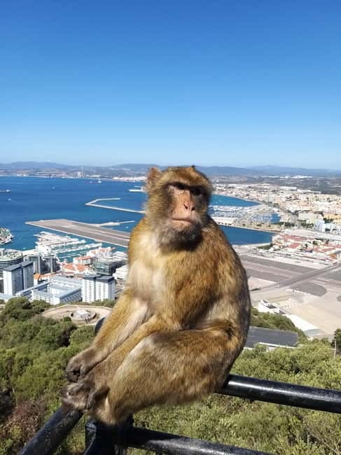 Gibraltar: Guided Tour by Bus Including Tickets - Finding the car park without losing your morning