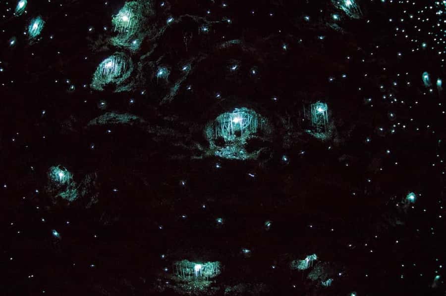 Gold Coast: Daytime Glow Worm Caves and Hop-on Hop-off Tour - The 45-minute glow worm cave visit