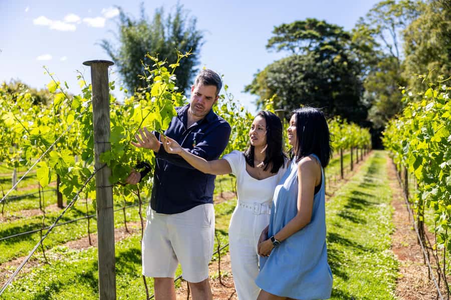 Gold Coast: Hop on Hop off Wine Tasting Tour to Mt Tamborine - Why Tamborine Mountain works well for a day trip