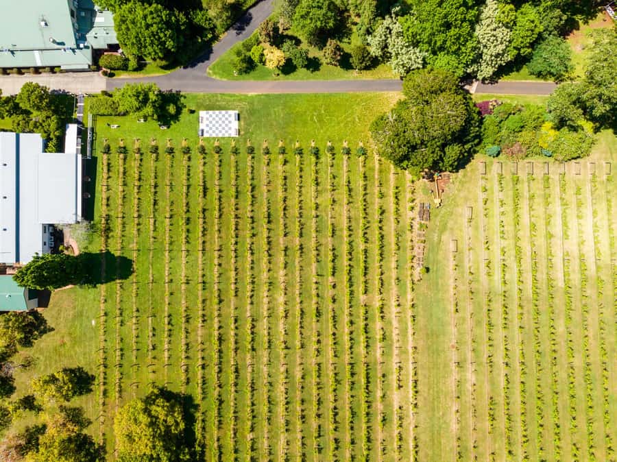 Gold Coast: Hop on Hop off Wine Tasting Tour to Mt Tamborine - The hop-on hop-off afternoon on the mountain