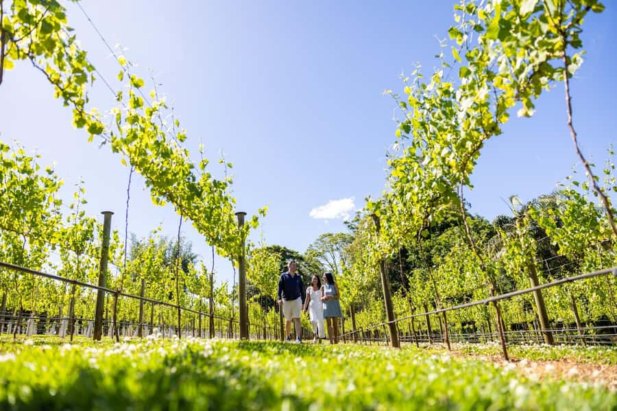 Gold Coast: Hop on Hop off Wine Tasting Tour to Mt Tamborine - The 45-minute ride from the Gold Coast