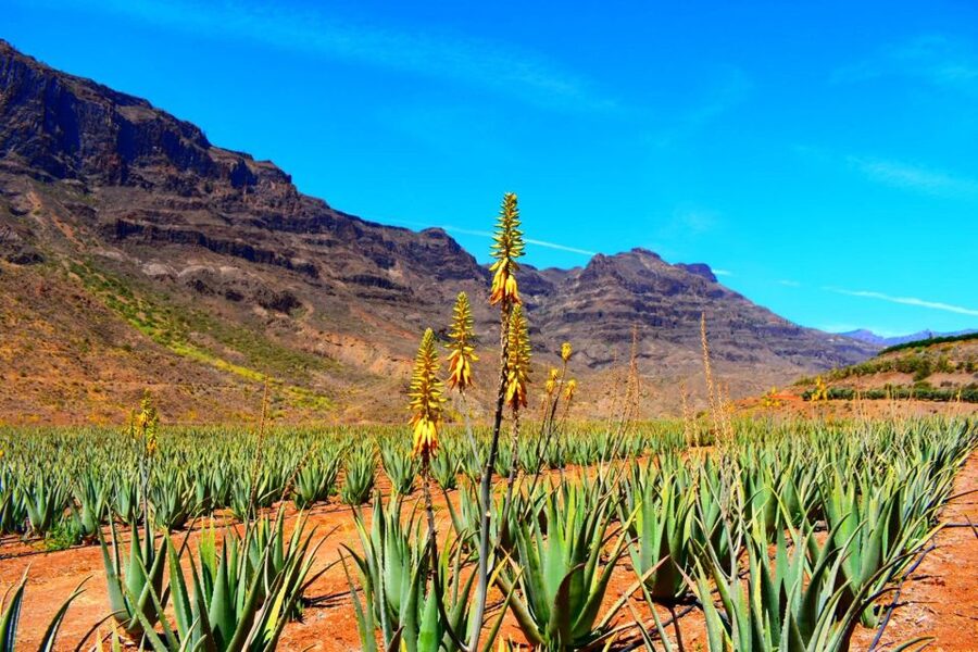 Gran Canaria Highlights Full-Day Tour by Bus - Arucas brings church towers and local character