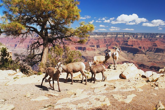 Grand Canyon National Park South Rim Small Group Bus Tour - Before dawn in Las Vegas