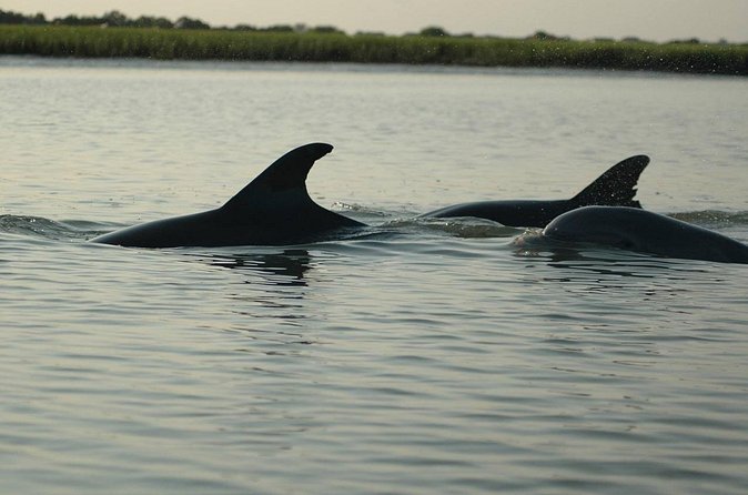Guided Historical Bus and Boat Cruise Tour in Beaufort - Should You Book the Beaufort Bus and Boat Tour?