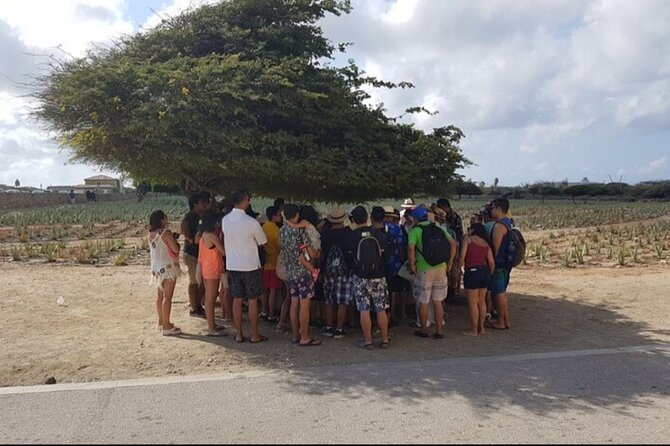 Half-Day Aruba Sightseeing Tour & Beach in an Air-condition Bus - Aloe Factory: Aruba’s long-running cash crop