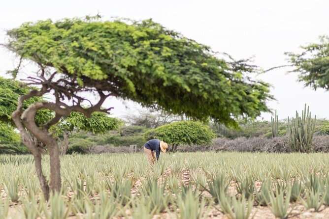 Half-Day Aruba Sightseeing Tour & Beach in an Air-condition Bus - Guides and transport: The part that shapes the day