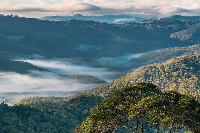 Hop on Hop Off Bus - Tamborine Mountain - The drivers make or break the day