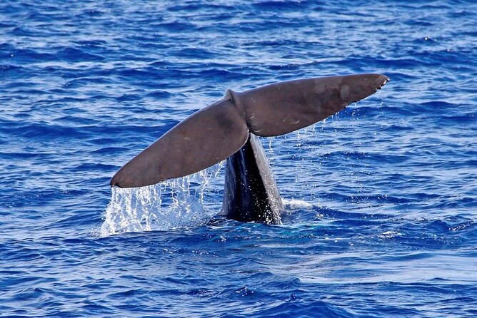 Hop-on Hop-off Bus Tour and Catamaran Whale & Dolphin Watching - Lido, Câmara de Lobos, and the western coastal ride