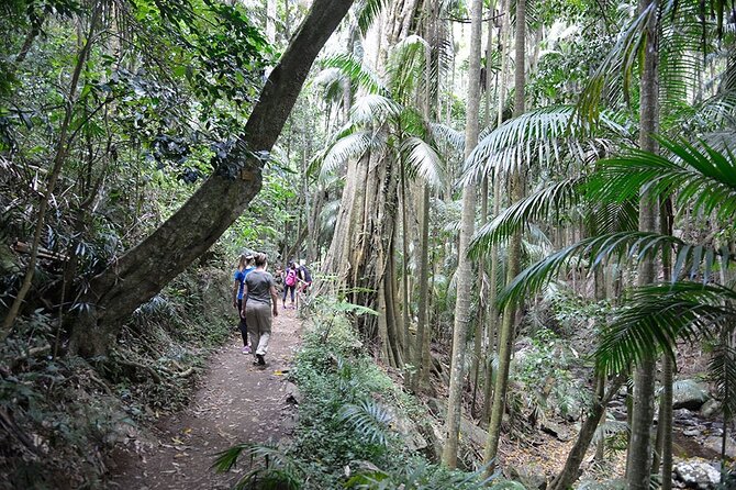 Hop on Hop off - Tamborine Rainforest Skywalk + Glow Worm Caves - The Glow Worm Caves are short but unusual