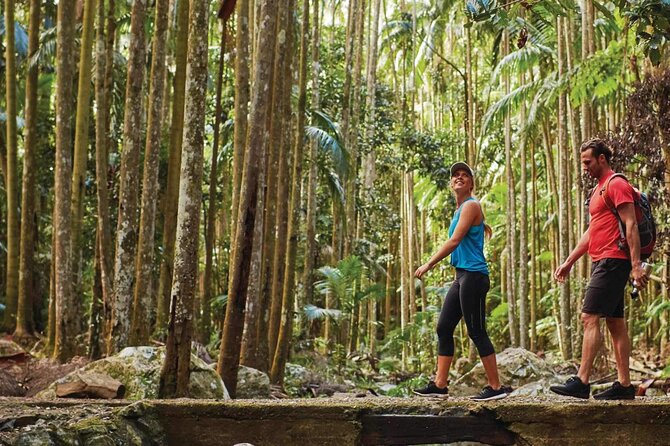 Hop on Hop off - Tamborine Rainforest Skywalk + Glow Worm Caves - Guides make a real difference