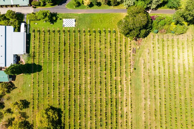 Hop on Hop off Wine tasting tour to Tamborine Mountain - Booking advice and cancellation terms