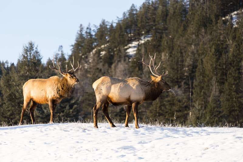 Jasper: Winter Wildlife Bus Tour in Jasper National Park - Why this Jasper tour works well in winter