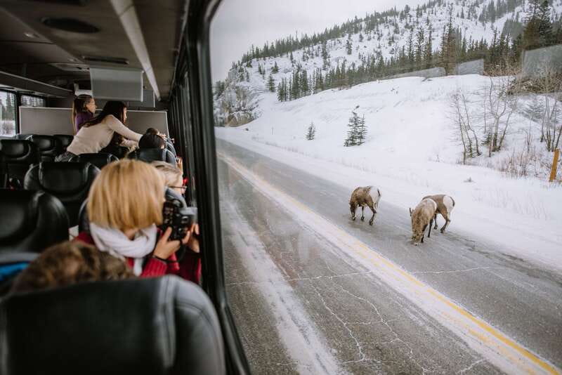 Jasper: Winter Wildlife Bus Tour in Jasper National Park - Following the Athabasca Valley for wildlife