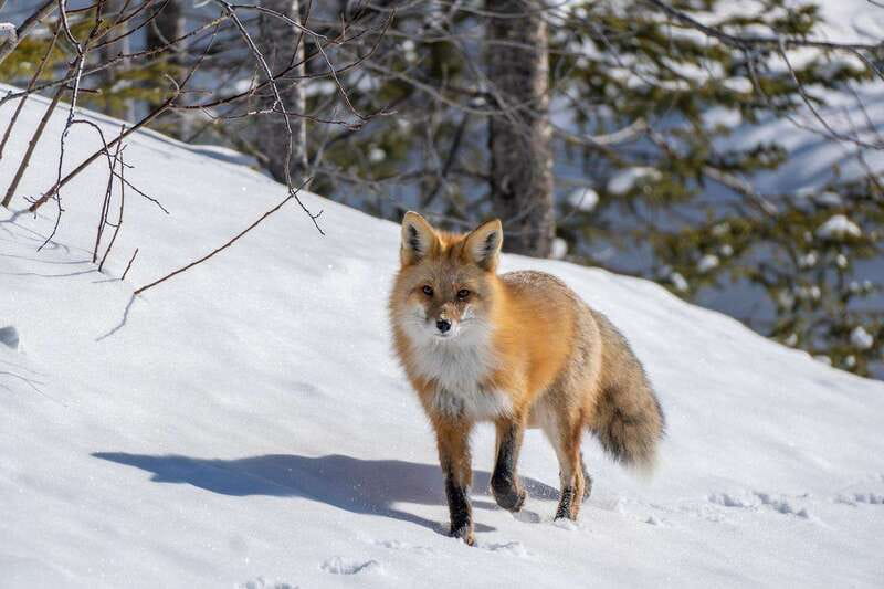 Jasper: Winter Wildlife Bus Tour in Jasper National Park - Scenic stops and the value of getting out