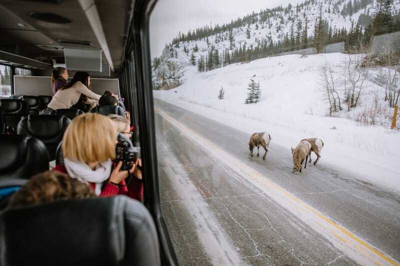 Jasper: Winter Wildlife Bus Tour in Jasper National Park - Guides who make the difference