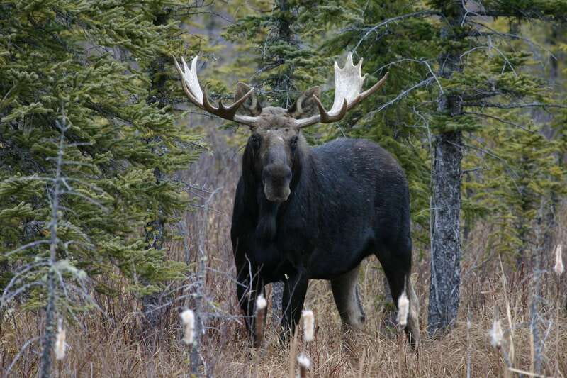 Jasper: Winter Wildlife Bus Tour in Jasper National Park - Price, comfort, and overall value