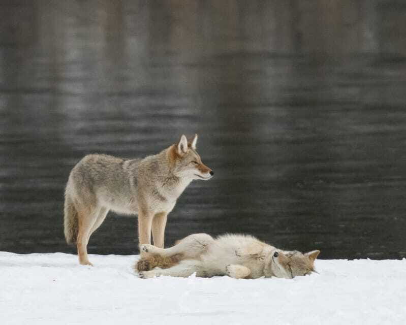 Jasper: Winter Wildlife Bus Tour in Jasper National Park - Who should book this tour?