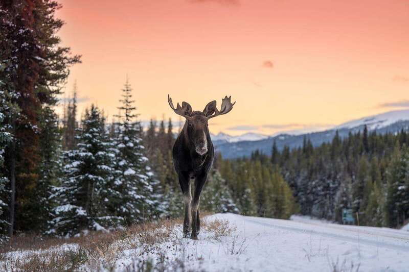Jasper: Winter Wildlife Bus Tour in Jasper National Park - Should you book the Jasper winter wildlife tour?