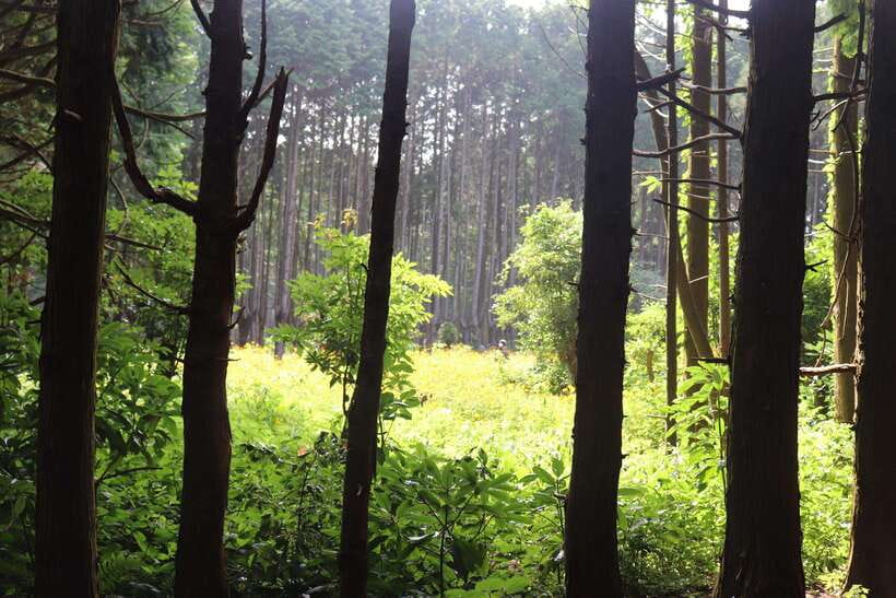 Jeju: East of Jeju Island Bus Tour from Seogwipo City - Who should choose this Jeju east coast tour?