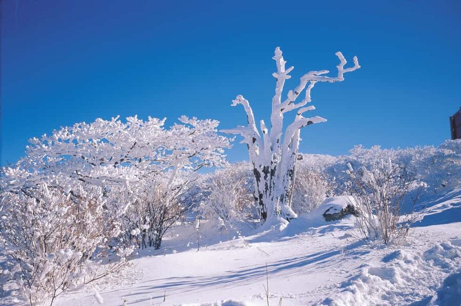 Jeju Island: Full-Day SouthWest Bus Tour with Entry Fees - 1100 Highland: beginning above the coast
