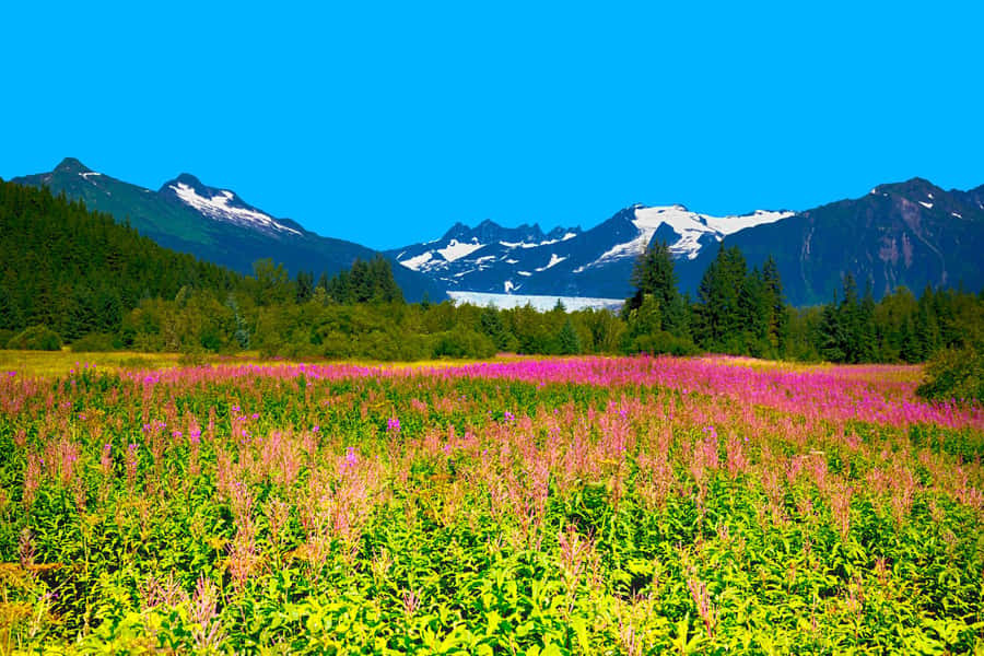 Juneau: City Highlights Bus Tour - Downtown Juneau, from gift shops to the governor’s mansion