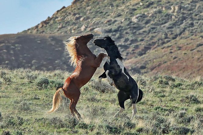 Kicking Red Canyon Wild Mustang Bus Tour Deals 5 PM In Cody - Quick facts about the McCullough Peaks outing
