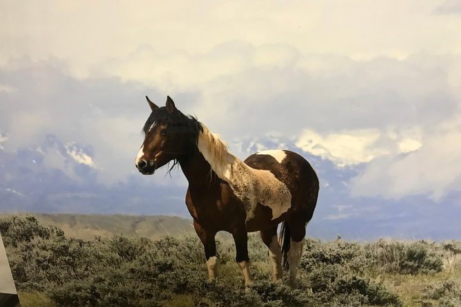 Kicking Red Canyon Wild Mustang Bus Tour Deals 5 PM In Cody - Stories from Buffalo Bill to mountain men