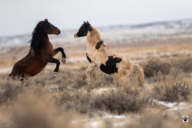 Kicking Red Canyon Wild Mustang Bus Tour Deals 5 PM In Cody - What the vehicle and roads are really like