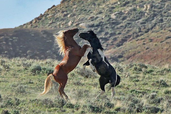 Kicking Red Canyon Wild Mustang Bus Tour Deals 5 PM In Cody - What is included, and what should you bring?