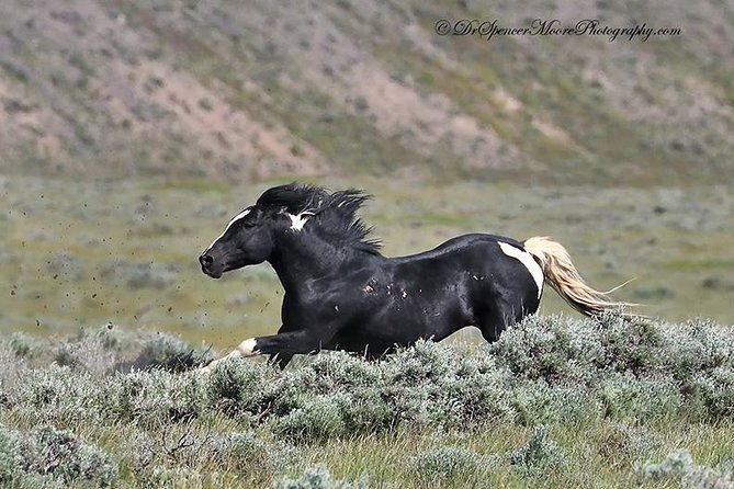 Kicking Red Canyon Wild Mustang Bus Tour Deals 5 PM In Cody - Is $69 a fair price?