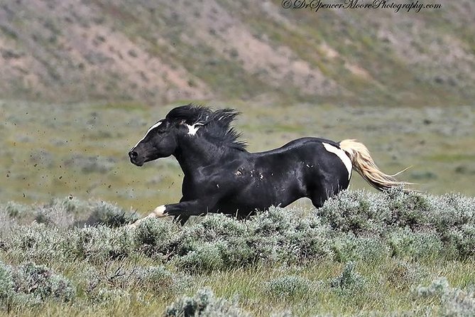 Kicking Red Canyon Wild Mustang Bus Tour Deals 8am Daily - Leaving Cody beside the Irma Hotel at 8 a.m.