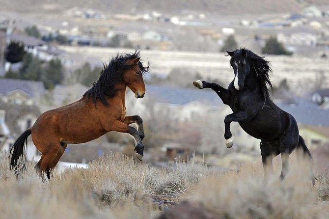 Kicking Red Canyon Wild Mustang Bus Tour Deals 8am Daily - Learning about bands, mares, and stallions