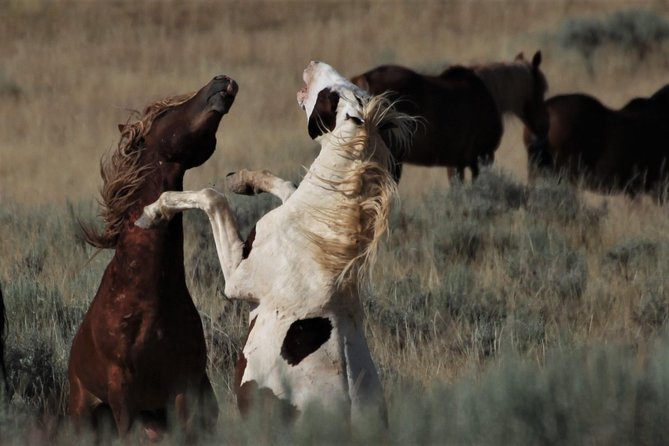 Kicking Red Canyon Wild Mustang Bus Tour Deals 8am Daily - Is $69 a fair price for three hours?