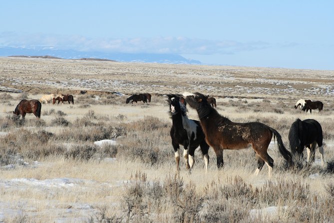 Kicking Red Canyon Wild Mustang Bus Tour Deals 8am Daily - Weather, cancellation, and simple planning tips