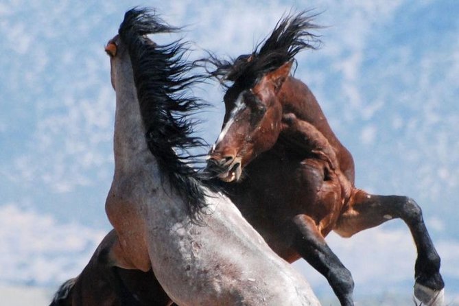 Kicking Red Canyon Wild Mustang Bus Tour Deals 8am Daily - What the McCullough Peaks setting adds