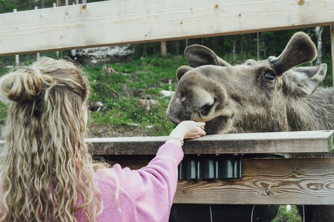 Kristiansand: Guided Bus Tour and Moose Park Experience - Key points at a glance