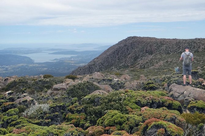 kunanyi/Mt Wellington Explorer Bus - One Way Tour - The 50-minute climb from Hobart toward the summit