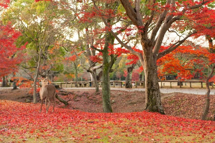 Kyoto/Osaka: Nara, Fushimi Inari Taisha, Arashiyama Bus Tour - Tenryu-ji, Togetsukyo Bridge, and Kimono Forest