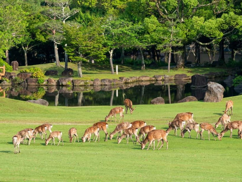 Kyoto/Osaka: Nara, Fushimi Inari Taisha, Arashiyama Bus Tour - Who should book this day trip?