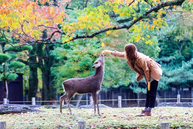 Kyoto/Osaka: Nara, Fushimi Inari Taisha, Arashiyama Bus Tour - Practical details that can save you trouble