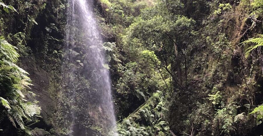 La Palma: North Island Bus Tour with Ron Aldea Distillery - Why this northbound route is worth your day