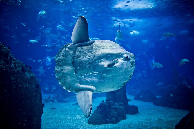 Lisbon Hop-On Hop-Off Bus and Boat Tour with Oceanário Ticket - The Oriente Line leads to the Oceanarium